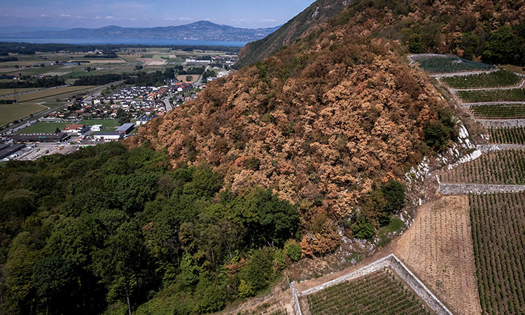 Nearly two-thirds of Europe at risk of drought due to heatwave