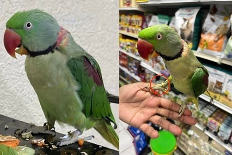 VIDEO: Dubai resident loses his parrot Rico and is willing to reward anyone who returns the bird  