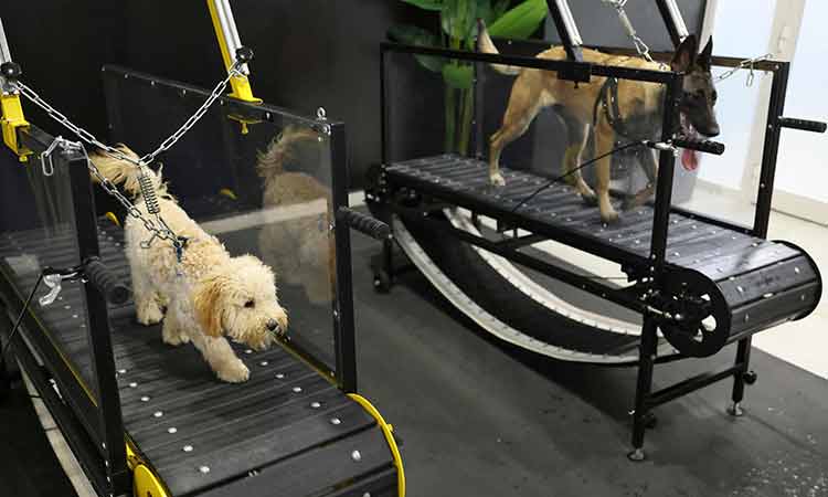 Heat buster: Now, an airconditioned gym for pet dogs to work out in the UAE