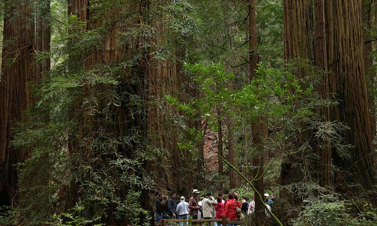 World’s tallest tree: Get ready for a $5,000 fine and be willing to spend some time in jail if you come anywhere near it!