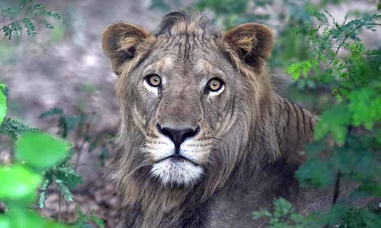 Ras Al Khaimah Zoo displays a feast for the eyes as woman shares meat with lion