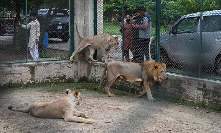 Going once, going twice... Pakistan lions up for auction