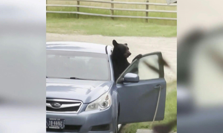 VIDEO: Bear spends night in couple's car in search of food 