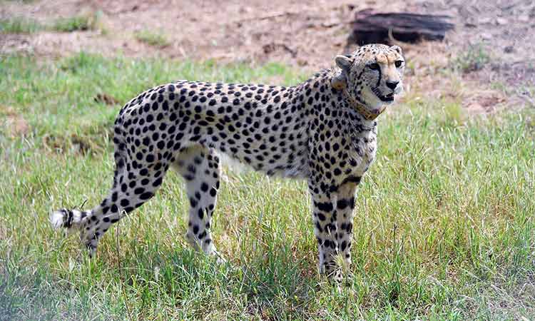 Cheetahs make a comeback in India after 70 years