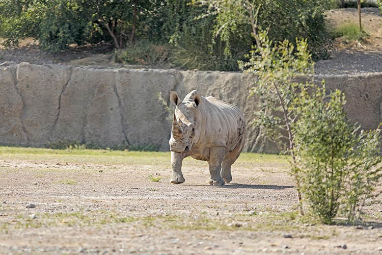 Sharjah Safari to reopen its doors to visitors on Sept.21