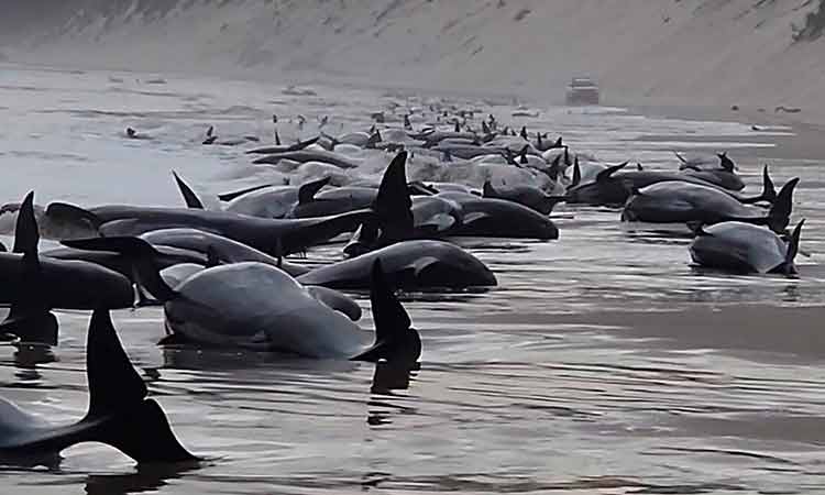 Over 200 stranded pilot whales die on Pacific Ocean’s remote Pitt Island