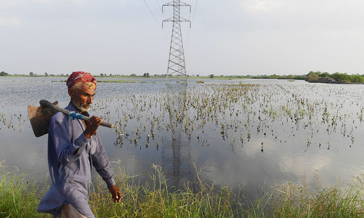 'We've gone back 50 years:' Pakistan farmers count flood damage