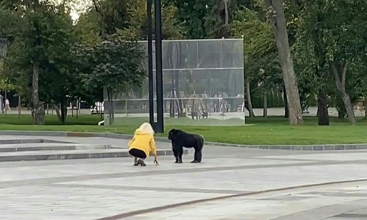 Escaped chimpanzee returns to Ukraine zoo after being given rain jacket and bicycle ride