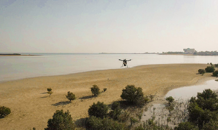 EAD plants a million mangrove seeds using drone technology