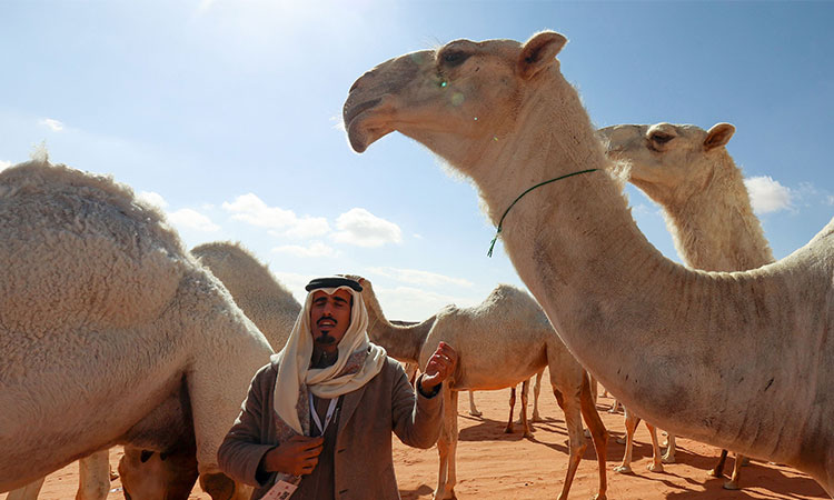 Saudi camel-whisperers use 'special language' to train herd 