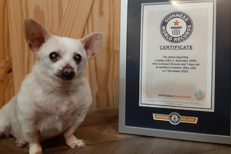 23-year-old chihuahua from Ohio claims the world record as oldest living dog