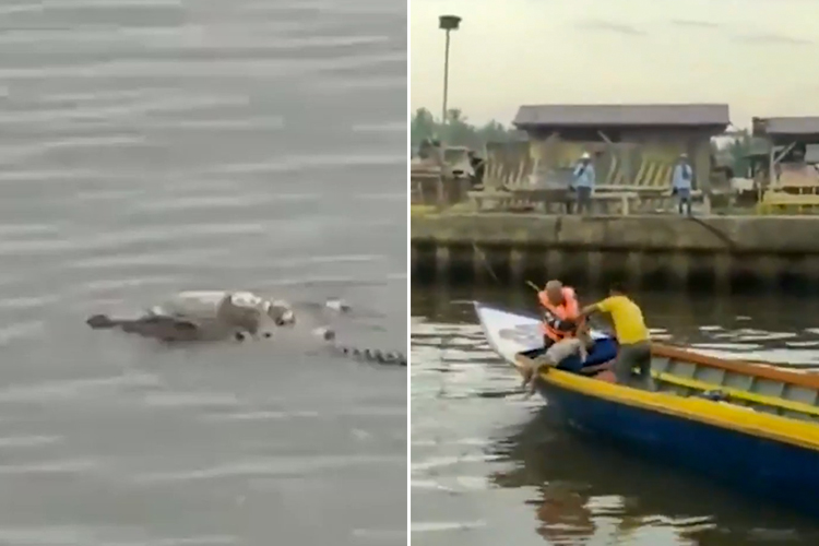 VIDEO: Crocodile returns the body of a drowned child to rescue team in Indonesia