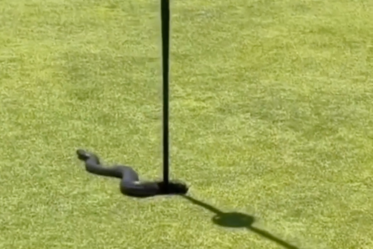 VIDEO: Hiss hiss! Snake emerges from a golf scoring hole in Australia 