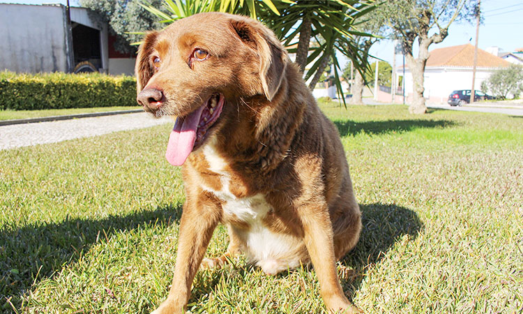 Bobi, world's oldest dog, dies in Portugal aged 31