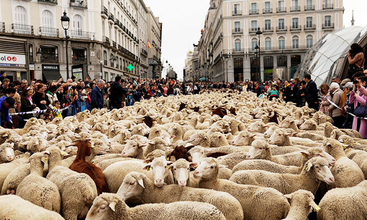 Sheep flock to Madrid's streets on ancient herding route