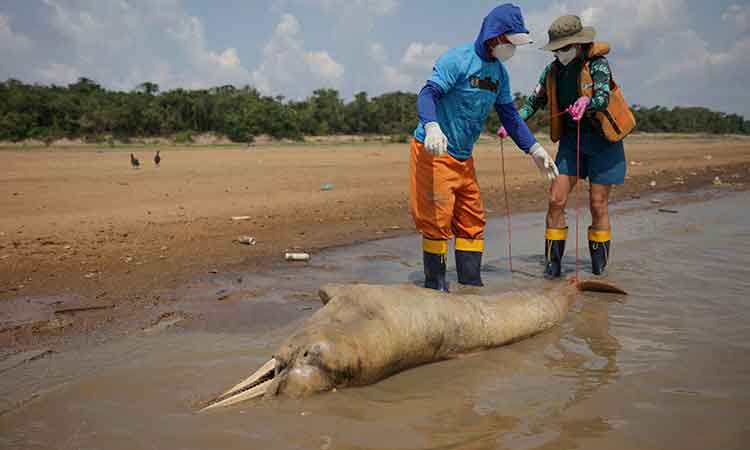 More than 100 dolphins found dead in Brazilian Amazon as water temperatures soar