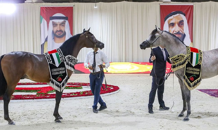 UAE National Arabian Horse Championship to begin on Tuesday in Abu Dhabi