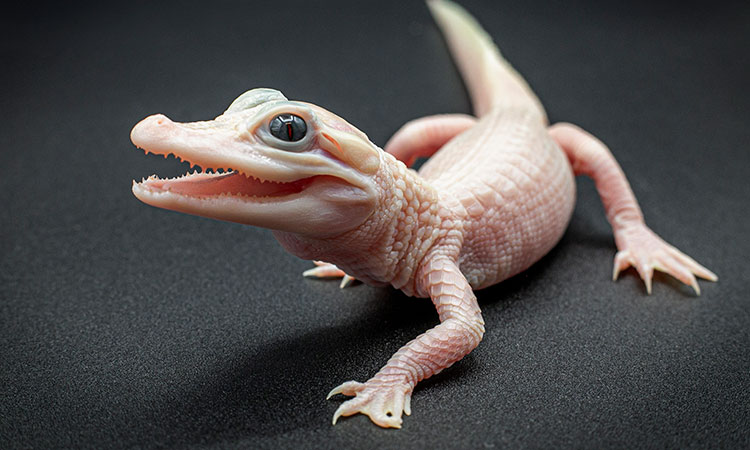 Extremely rare white alligator is born at Florida reptile park