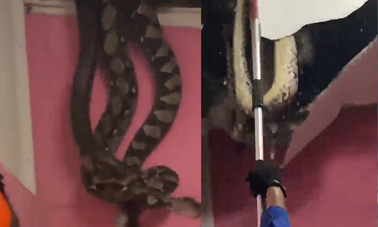 VIDEO: Giant python falls through the roof of a house in Malaysia