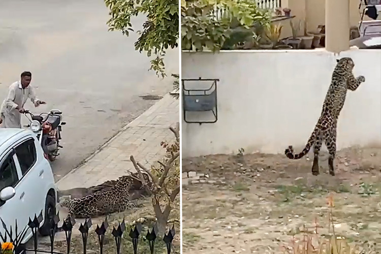 VIDEO: Leopard on the loose creates havoc in Islamabad