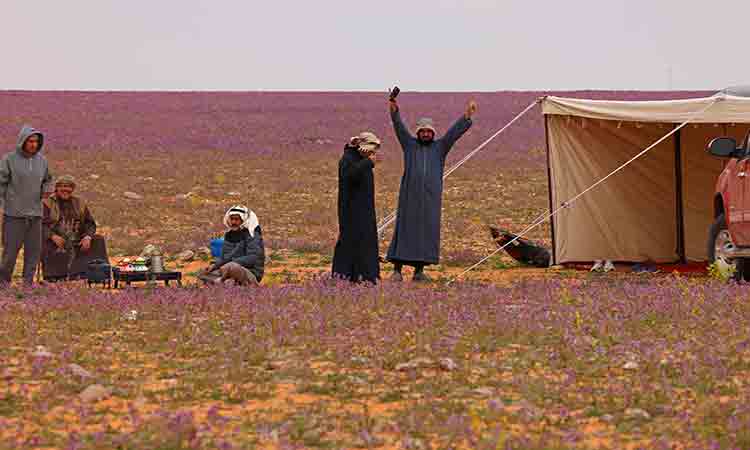 ‘The smell and sight refresh the soul;’ Floral bloom turns Saudi desert purple