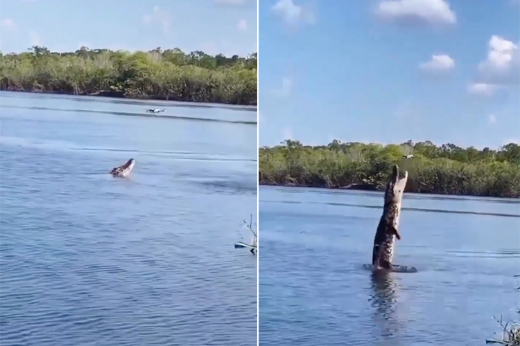 Crocodile ‘flies’ to catch a hovering drone, video goes viral