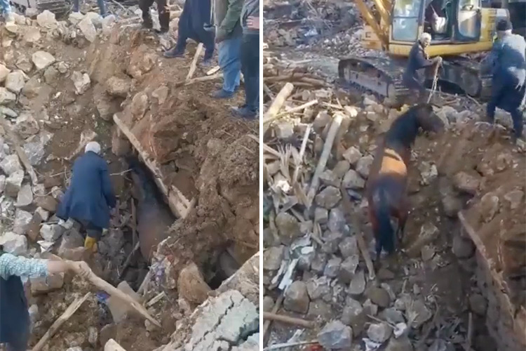 VIDEO: Trapped horse rescued from rubble after 21 days in Turkey