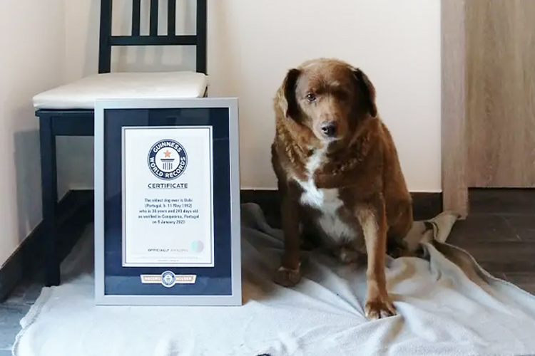 Dog enters Guinness book of records as oldest living canine aged 30 years