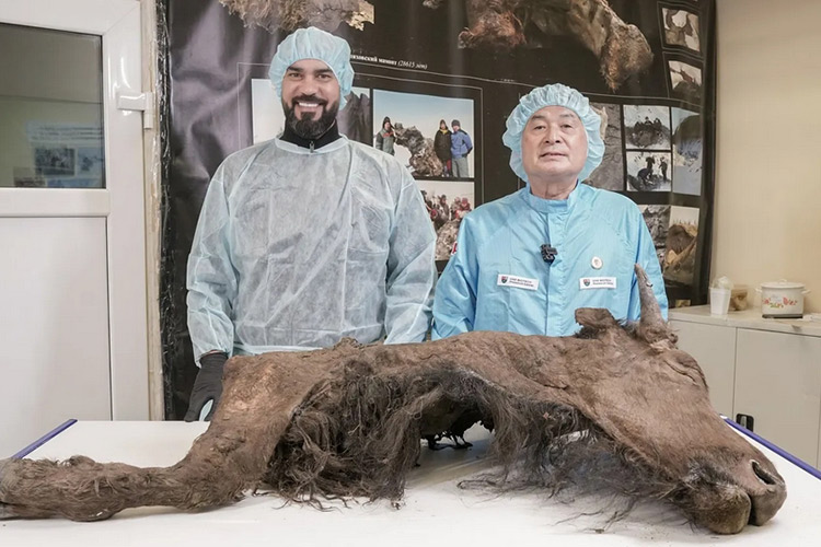 9,000-year-old ‘well preserved’ bull found buried under ice in Russia 