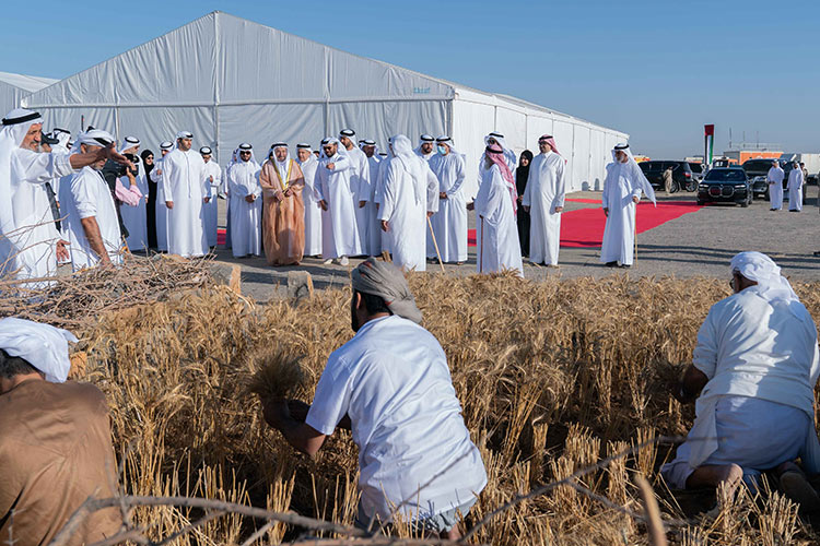 VIDEO: Sheikh Sultan witnesses the first harvest of massive Sharjah wheat farm