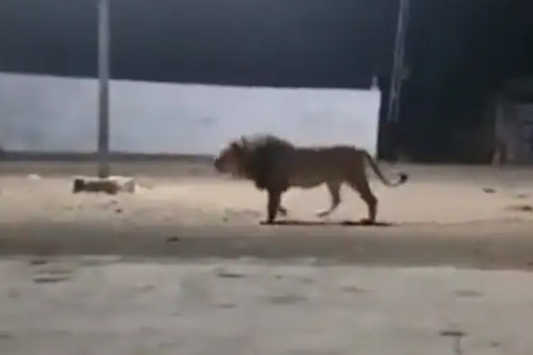 VIDEO: Dogs show who is king after chasing lion away in Gujarat