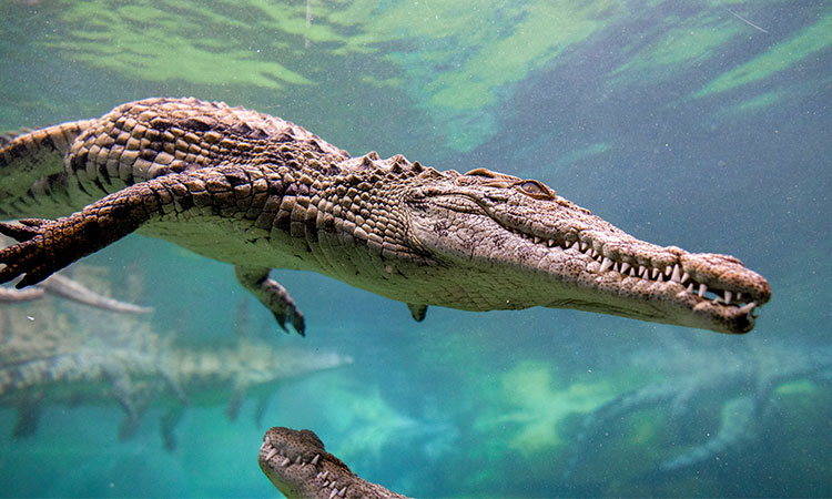 Police find remains of girl snatched by a crocodile while swimming in Australia