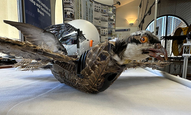 Dead birds get new life: Researchers develop taxidermy bird drones in New Mexico 