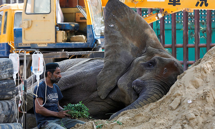 Elephant Noor Jehan unable to stand after fall at Karachi Zoo, remains critical