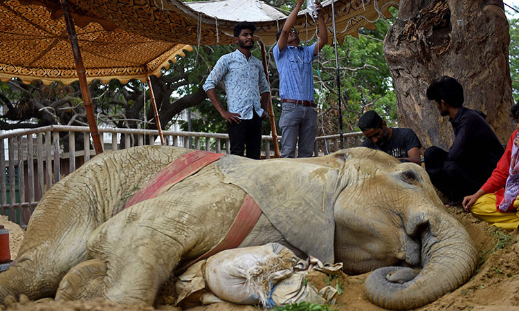 Ailing Pakistan’s zoo elephant Noor Jehan may be euthanised after collapsing