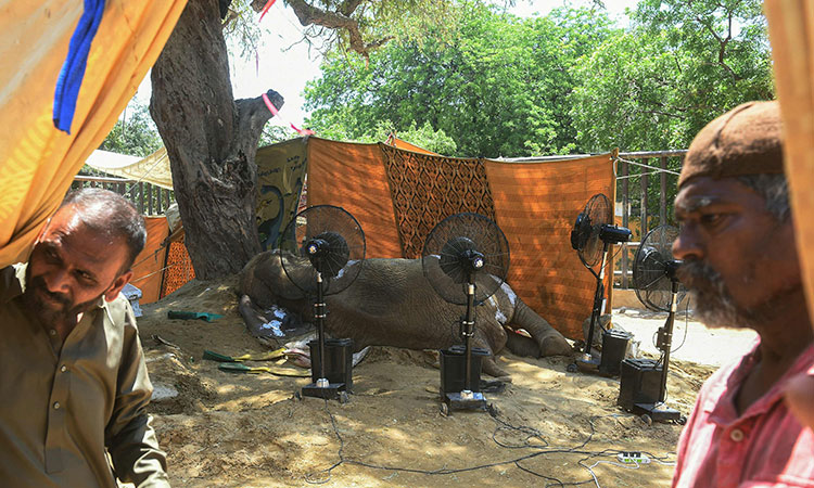 Ailing Pakistan elephant Noor Jehan dies, leaving 'mourning' partner in limbo 