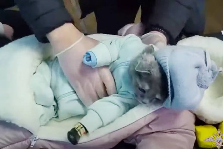 Woman smuggles drugs in baby clothes disguising a cat as her  child, gets caught in Russia 