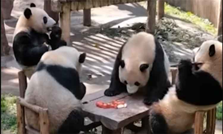 Bear it with amusement: Giant pandas sit on chairs around a table in a zoo, enjoying some apples