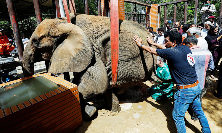 Foreign veterinarians save sick elephant Noor Jehan at Pakistani zoo