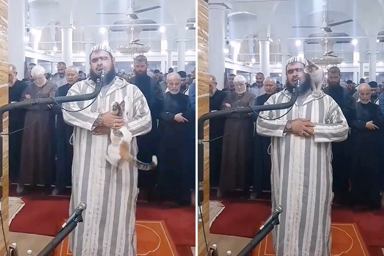 VIDEO: Stray cat climbs onto Imam's shoulder during Taraweeh prayers in Algeria