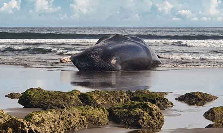 Third massive whale in a month beaches itself, dies in Bali