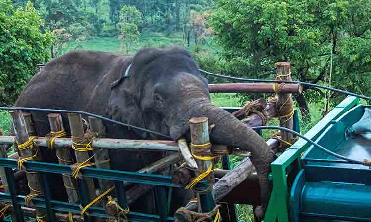 Rice-loving elephant that killed six people captured in Indian state of Kerala