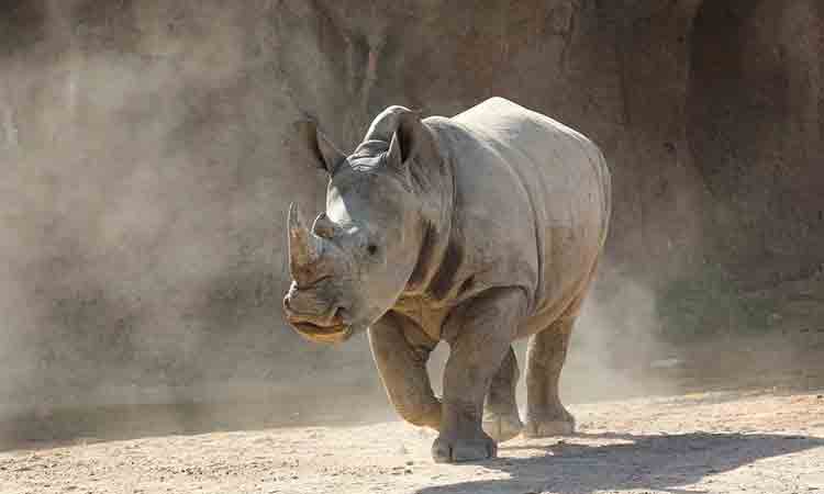 Al Ain Zoo welcomes new baby Rhinoceros