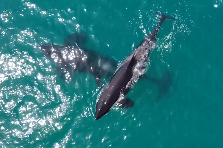 Killer whales spotted off Abu Dhabi and Dubai, Sheikh Hamdan shares video