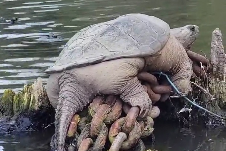 Video of big fat turtle named ‘Chonkosaurus’ basking on Chicago river goes viral 