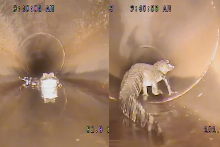 VIDEO: Crocodile turns tail after meeting robot in Florida underground storm drain 