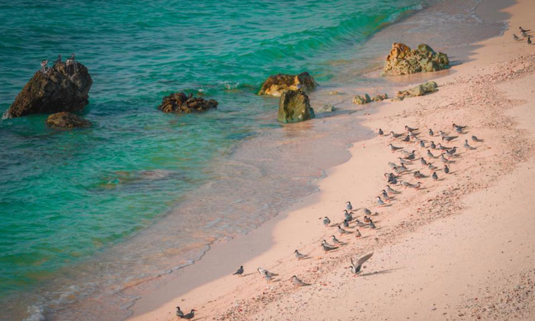 Sharjah TV documentary spotlights on nature haven Sir Bu Nair island