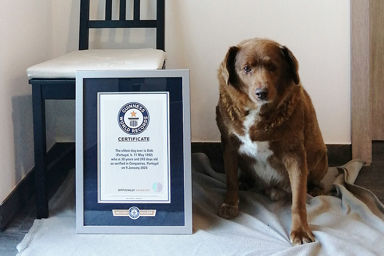 Portuguese dog defies expectations, bags a Guinness for living up till 31 years