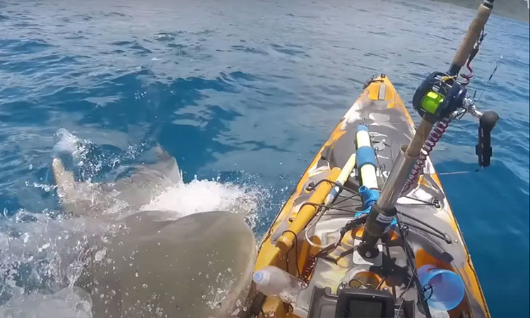 VIDEO: Hawaiian fisherman mistakes tiger shark for a big turtle, survives attack