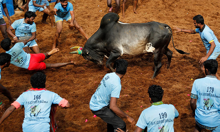 India’s top court allows bull-taming sport to continue despite criticism from animal rights groups